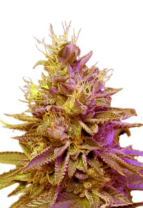 Redwood Kush Fast Version Marijuana Seeds