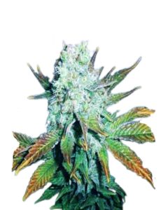 Romulan Regular Marijuana Seeds