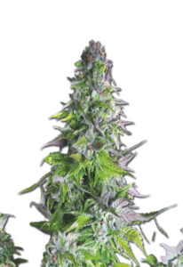 Romulan Feminized Marijuana Seeds