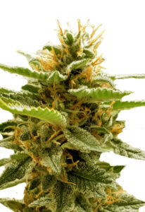 Runtz Feminized Marijuana Seeds