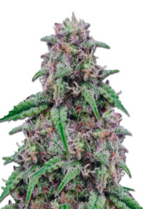 Salted Caramel Feminized Marijuana Seeds