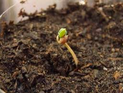How Many Seeds Should You Buy?