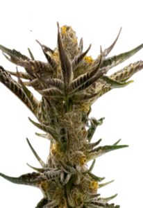 Shiskaberry Kush Feminized Marijuana Seeds