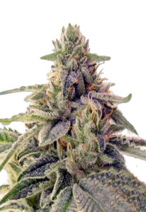 Shiskaberry Feminized Marijuana Seeds