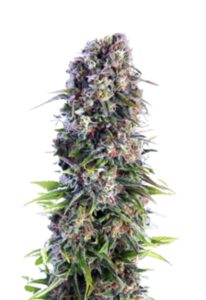 Skunk Autoflower Marijuana Seeds
