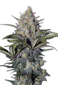 Skunk Glue Feminized Marijuana Seeds