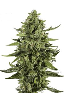 Skywalker Feminized Marijuana Seeds