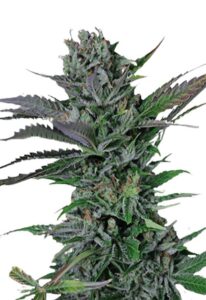 Somango Feminized Marijuana Seeds