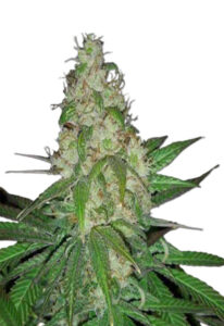 Sour Diesel Autoflower Marijuana Seeds
