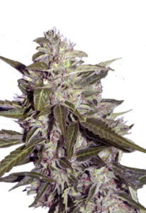 Sour Pinot Autoflower Marijuana Seeds