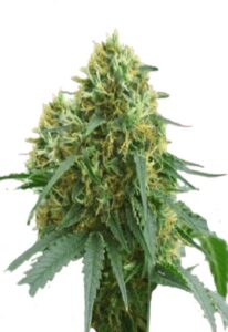 Sour Kush Feminized Marijuana Seeds