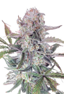 Sour OG Feminized Marijuana Seeds