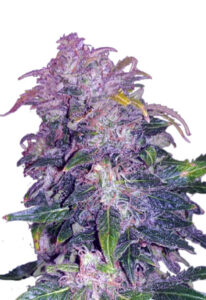 Space Cookies Autoflower Marijuana Seeds