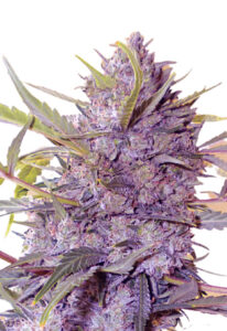 Star Gazer Auto Fast Version Marijuana Seeds