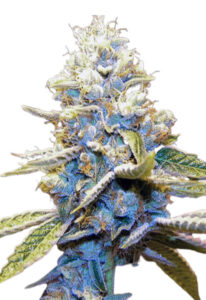 Star Killer Feminized Marijuana Seeds