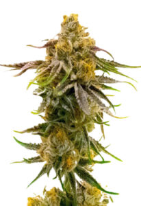 Strawberry Banana Cheese Feminized Marijuana Seeds
