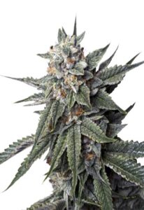 Strawberry Banana Feminized Marijuana Seeds