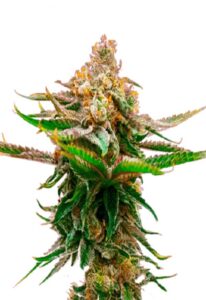Strawberry Feminized Marijuana Seeds