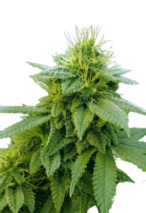 Strawberry Kush Autoflower Marijuana Seeds