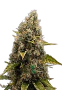 Strawberry Kush Feminized Marijuana Seeds