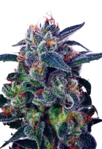 Strawberry Milk Fast Version Marijuana Seeds