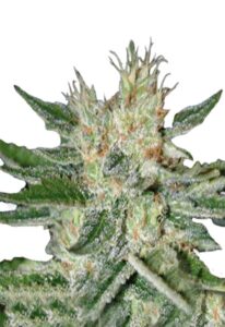 Sugar Black Rose Feminized Marijuana Seeds