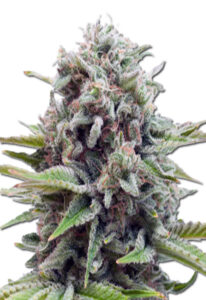 Sugar Glue Feminized Marijuana Seeds