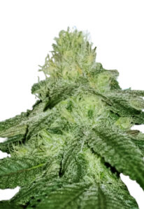 Sugar Kush Fast Version Marijuana Seeds