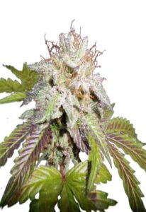 Sunset Sherbet Feminized Marijuana Seeds