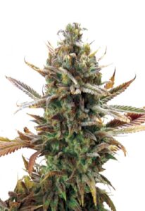 Super Critical Feminized Marijuana Seeds