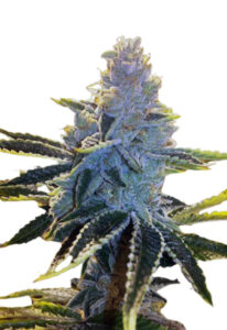 Super Dog Autoflower Marijuana Seeds