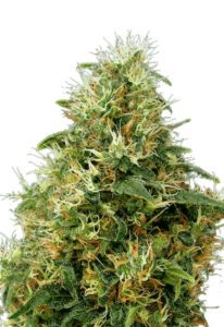 Sweet Mango Autoflower Marijuana Seeds