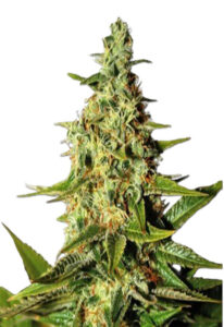 Tahoe Kush Feminized Marijuana Seeds