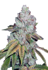 Tahoe OG Feminized Marijuana Seeds
