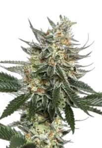 Tangie Feminized Marijuana Seeds