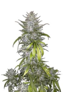 Taskenti Feminized Marijuana Seeds