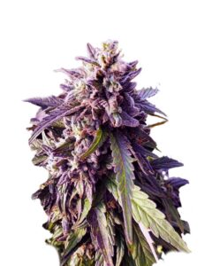 Texeda Time Warp Regular Marijuana Seeds