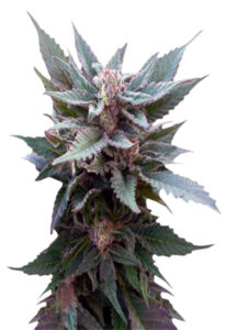 The Church Feminized Marijuana Seeds