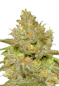 Thin Cookie Dog Autoflower Marijuana Seeds