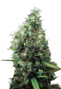 Tijuana Feminized Marijuana Seeds