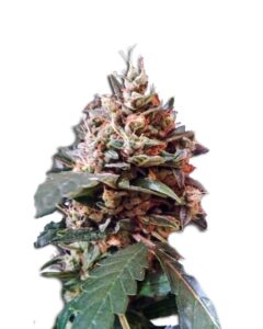 Tooth Decay Autoflowering Marijuana seeds