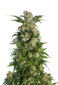 Trainwreck Feminized Marijuana Seeds