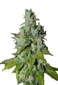 Triangle Kush Feminized Marijuana Seeds