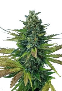 Triple Diesel Autoflower Marijuana Seeds