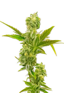 Triple XL Autoflower Marijuana Seeds