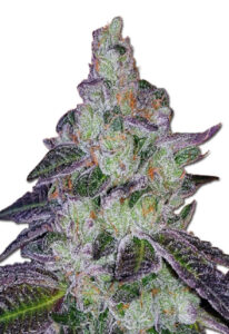 Tropic Thunder Feminized Marijuana Seeds