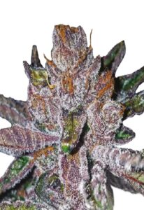 Tropicana Cookies Purple Feminized Marijuana Seeds