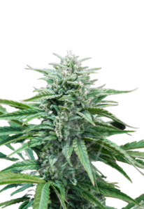 True OG Feminized Marijuana Seeds