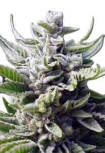 Utopia Feminized Marijuana Seeds
