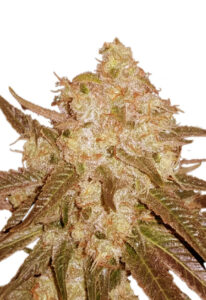 Venice OG Fast Version Marijuana Seeds